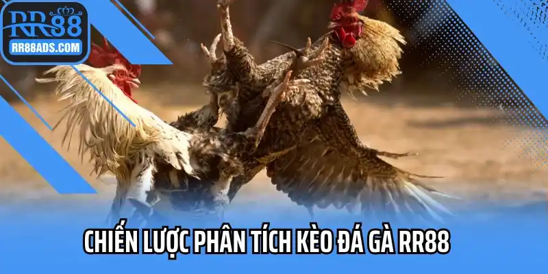 Chiến lược phân tích kèo đá gà RR88 chuyên nghiệp