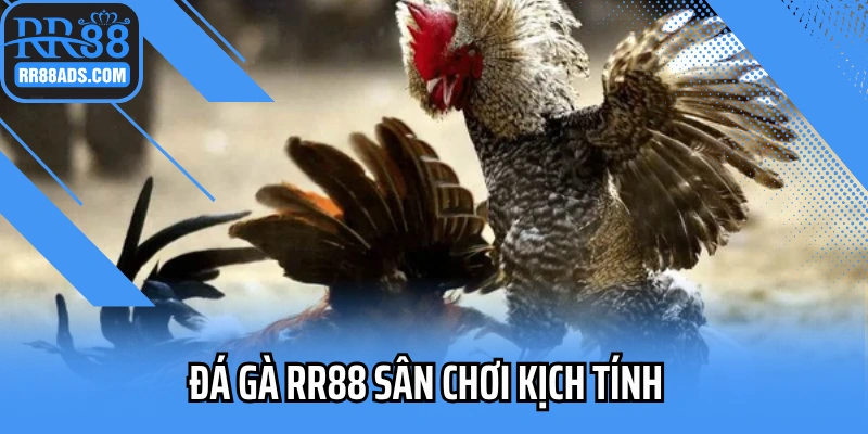 Ảnh đại diện Đá Gà RR88