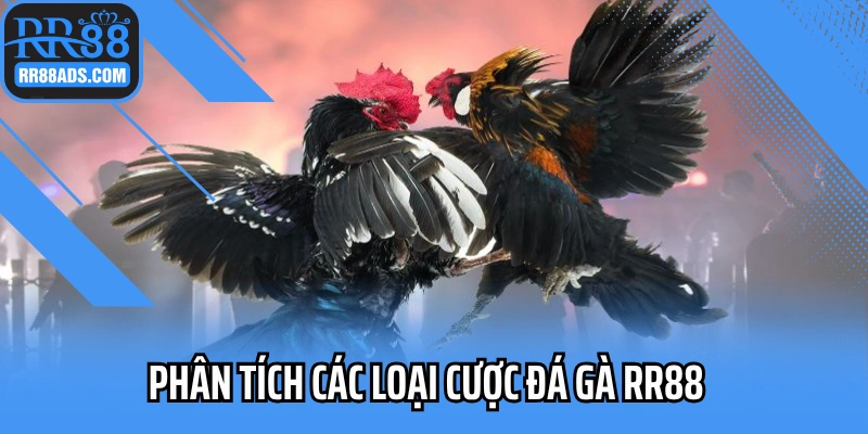 Phân tích các loại cược đá gà RR88